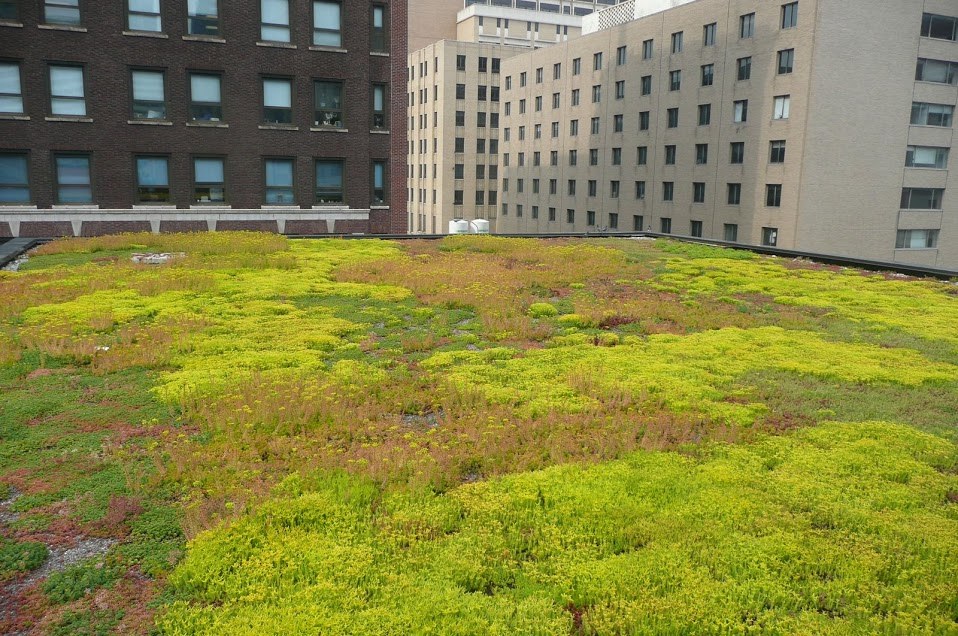 都市建築物上の屋上緑化。