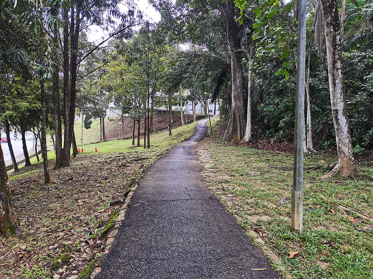 Sendero peatonal sombreado por árboles en la University of Malaya